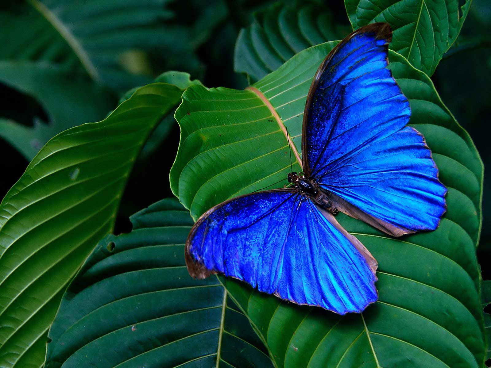 tropics butterfly